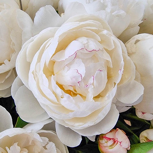 3 เมล็ด เมล็ดโบตั๋น ดอกนางพญานิรมล Paeonia Peony Seeds สายพันธุ์ Snow Mountain
