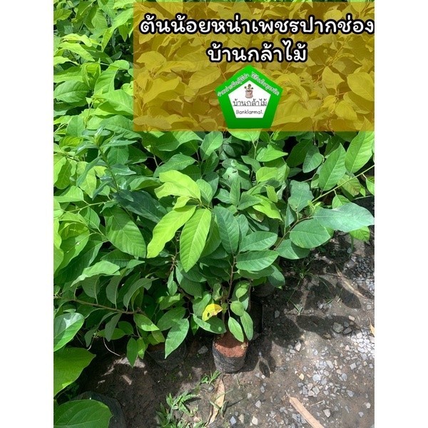 ต้นน้อยหน่าเพชรปากช่อง 🎉ต้นแข็งแรง 🌿 สินค้าเสียหาย แจ้งทางร้านได้เลยจ้า