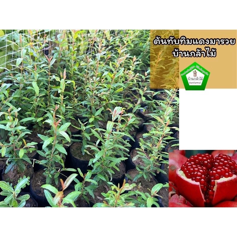 ต้นทับทิมแดงมารวย เพาะเม็ด 🎉ต้นแข็งแรง 🌿 สินค้าเสียหาย แจ้งทางร้านได้เลยจ้า