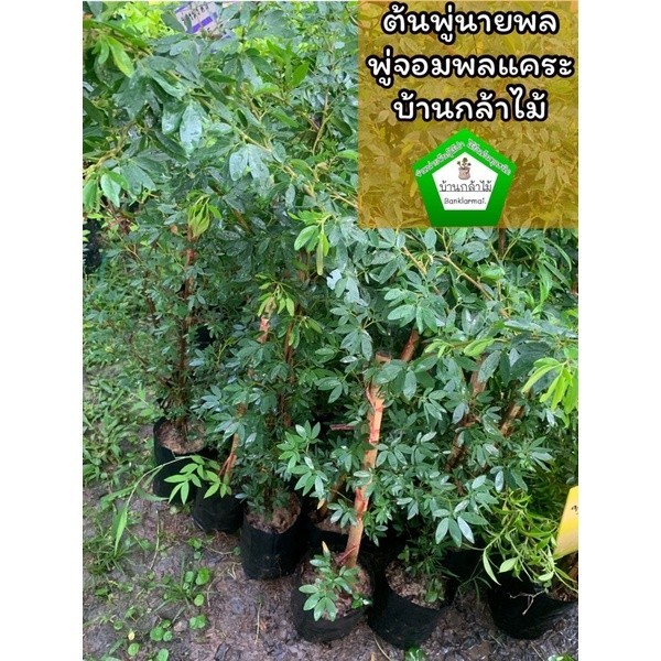ต้นพู่จอมพล สีชมพู 🎉ต้นแข็งแรง 🌿 สินค้าเสียหาย แจ้งทางร้านได้เลยจ้า