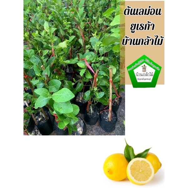 ต้นเลม่อนยูเรก้า ออกผลไวมาก 🎉🌿 สินค้าเสียหาย แจ้งทางร้านได้เลยจ้า