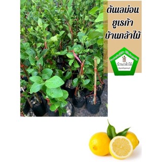 ต้นเลม่อนยูเรก้า ออกผลไวมาก 🎉🌿 สินค้าเสียหาย แจ้งทางร้านได้เ…
