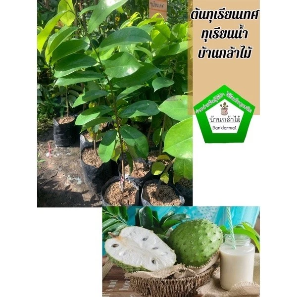 ต้นทุเรียนเทศ ทุเรียนน้ำ ต้นใหญ่ 🌿 สินค้าเสียหาย แจ้งทางร้านได้เลยจ้า