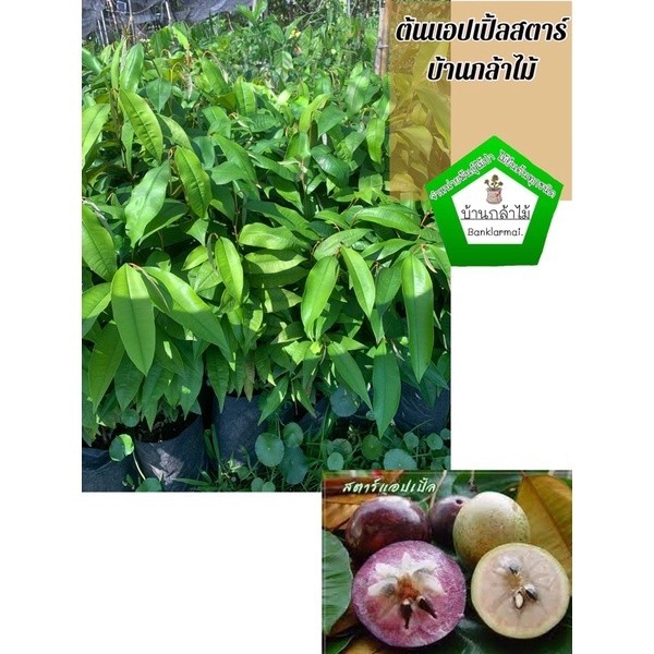 ต้นแอปเปิ้ลสตาร์ ต้นใหญ่ พร้อมปลูก  🎉ต้นแข็งแรง 🌿 สินค้าเสียหาย แจ้งทางร้านได้เลยจ้า