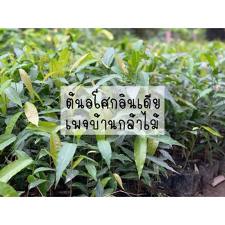 ต้นอโศกอินเดีย 🎉🌿 สินค้าเสียหาย แจ้งทางร้านได้เลยจ้า