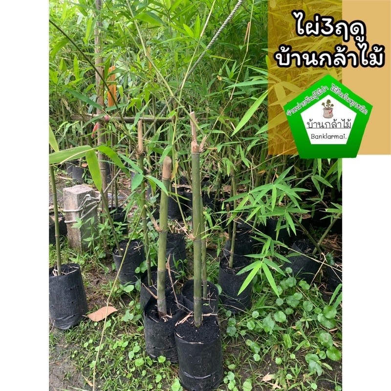 ไผ่หวาน 3 ฤดู แท้ 100% ไผ่3ฤดู 🎉ต้นแข็งแรง 🌿 สินค้าเสียหาย แจ้งทางร้านได้เลยจ้า