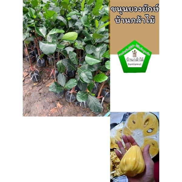 ต้นขนุนยวงยักษ์(เพชรดำรงค์) แท้100%  🎉ต้นแข็งแรง 🌿 สินค้าเสียหาย แจ้งทางร้านได้เลยจ้า