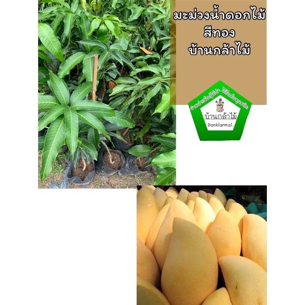 ต้นมะม่วงน้ำดอกไม้สีทอง เสียบยอด ต้นใหญ่มาก แท้ 100%  🎉ต้นแข็งแรง 🌿 สินค้าเสียหาย แจ้งทางร้านได้เลยจ้า