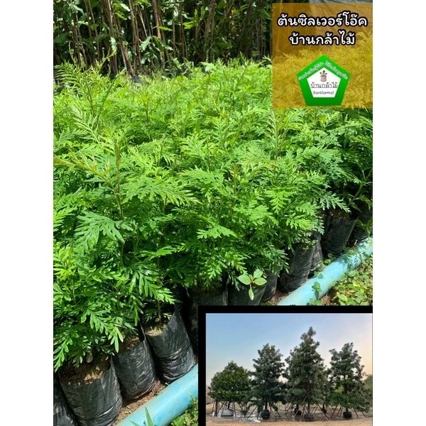 ต้นซิลเวอร์โอ๊ค ต้นสูงพร้อมลงดิน ไม่มีขั้นต่ำ🍀 🌿 สินค้าเสียหาย แจ้งทางร้านได้เลยจ้า