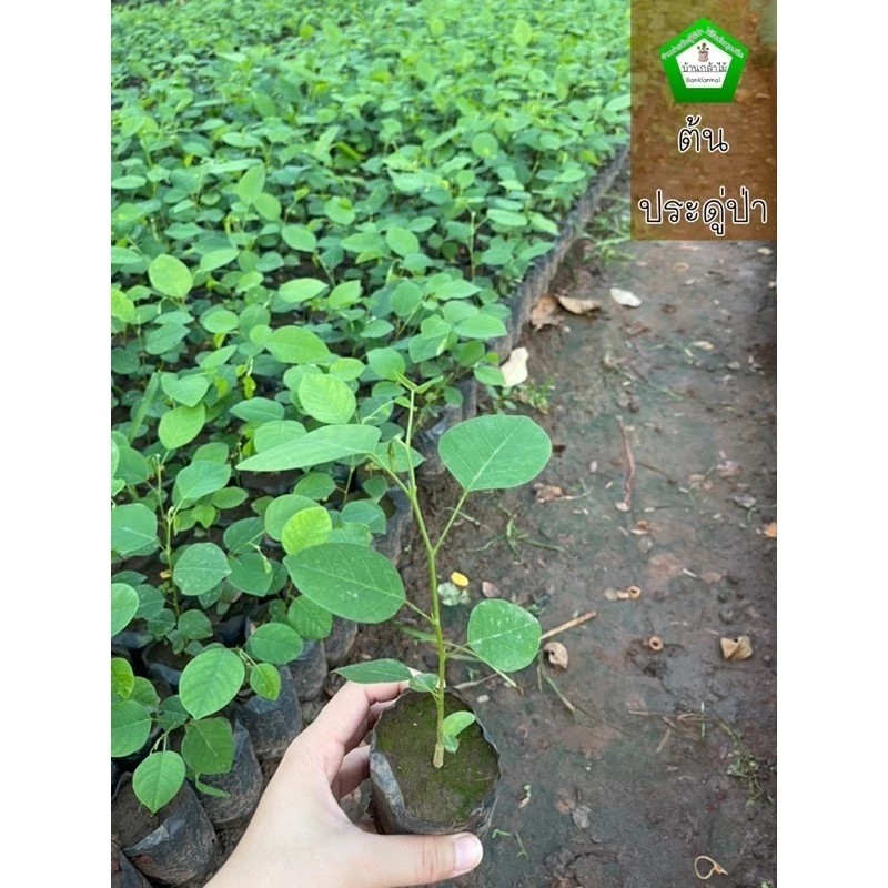 ต้นประดู่ป่า 🎉ต้นแข็งแรง🌿 สินค้าเสียหาย แจ้งทางร้านได้เลยจ้า