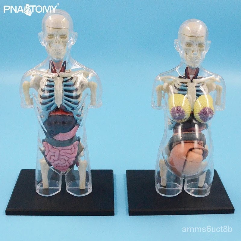 4D MASTER โปร่งใสโมเดลกายวิภาคของมนุษย์ของเล่นเพื่อการศึกษาเด็กใช้ Body Anatomy Anatomy OXM3