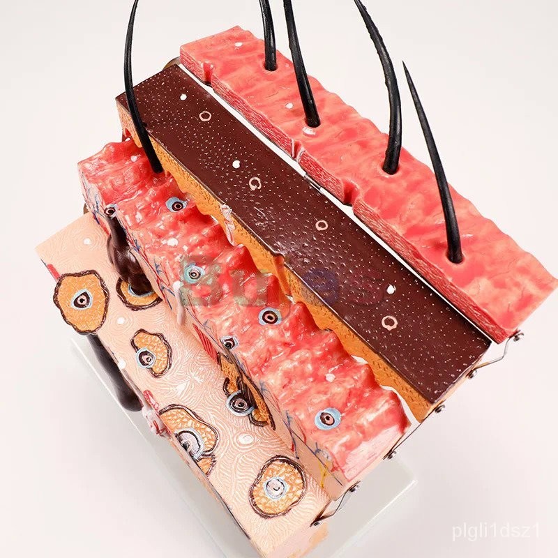 70ชิ้น4ชิ้น Anatomy Anatomy,Medical Anatomy JKAR