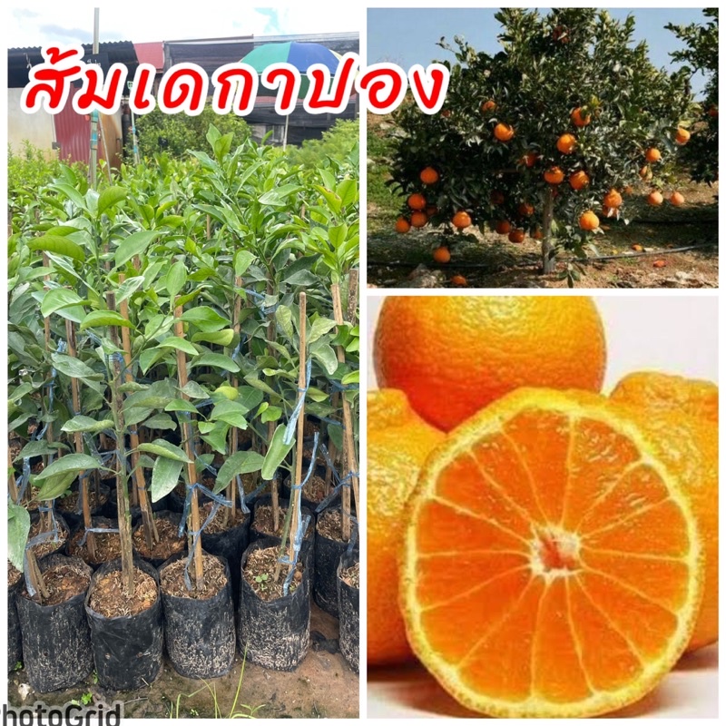 ต้นส้มเดกาปอง เสียบยอด เป็นส้มที่อร่อยที่สุด เนื้อเยอะ หวานอร่อย ขนาดต้น 60 ซม.