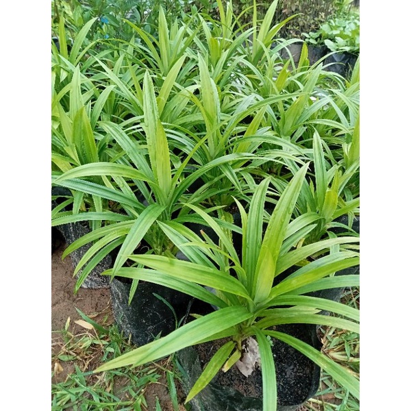 ต้นเตยหอมหรือใบเตยพืชกลิ่นหอม🌿 พันธุ์เตี้ยขึ้นเป็นกอเป็นไม้ยืนต้นพุ่มเล็ก