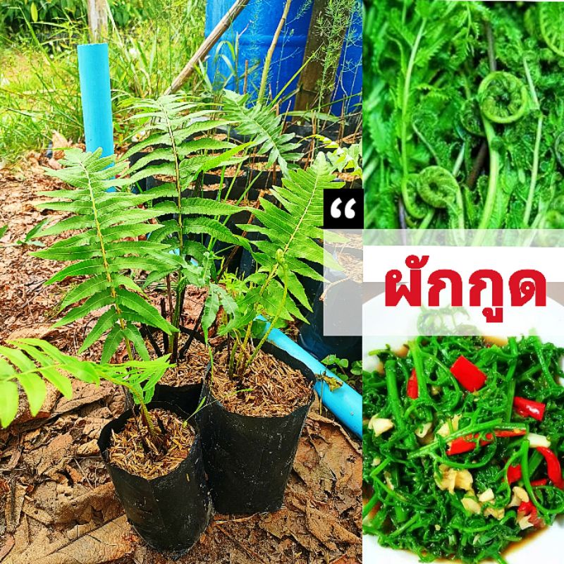 ผักกูดพันธุ์ใหญ่ ยอดอวบ ผักกูดช่วยเสริมสร้างร่างกายให้แข็งแรง ช่วยเพิ่มภูมิคุ้มกันและช่วยต่อต้านอนุมูลอิสระ