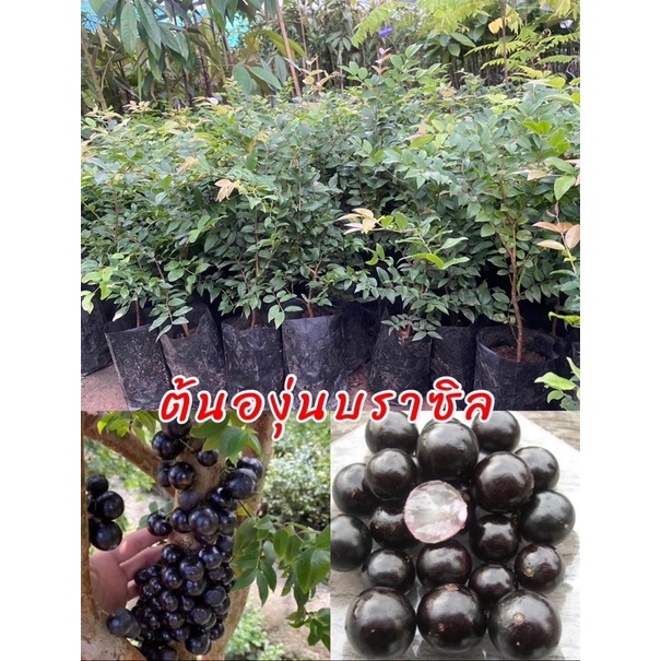 ต้นองุ่นบลาซิล ผลสุกสีดำหวานอร่อยต้นแข็งแรงพร้อมปลูก