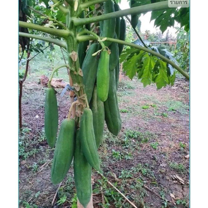 ต้นมะละกอแก้วกลางดง1ต้นถุงดำเล็กเหมาะตำส้มมีจำกัดราคาถูกที่สุด