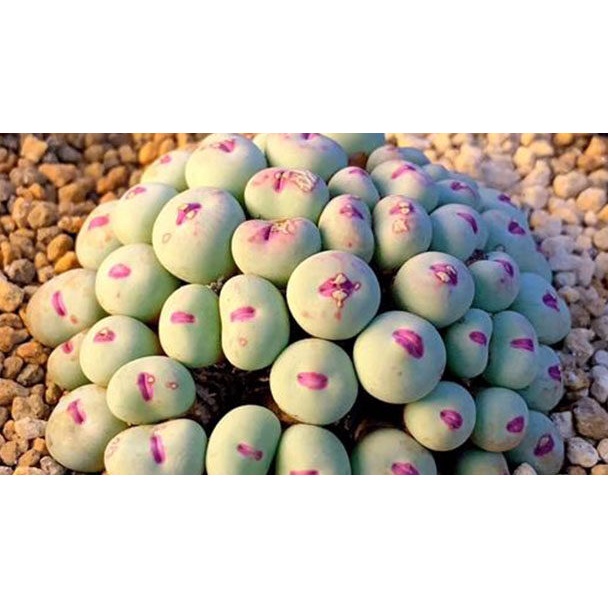 25 เมล็ด โคโนไฟตัม กระบองเพชร ไม้อวบน้ำ กุหลาบหิน แคคตัส โคโนไฟตัม สายพันธุ์ Dumplings Conophytum pageae
