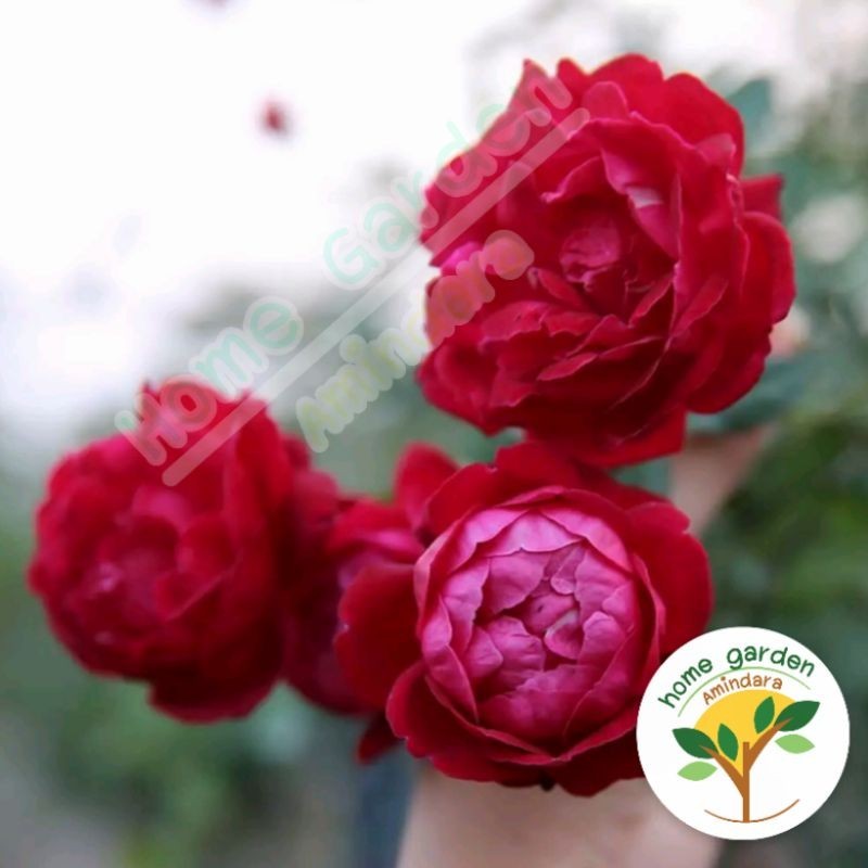🌹🌹กุหลาบหลุยส์ฟิลิป (ไม้เลื้อยหอมแรงทำชาได้)สูง60-70ซม.🌹🌹 จัดส่งพร้อมถุงชำ 8 นิ้ว (ถุงขาว/ถุงดำ)กลิ่นหอมแรง ดอกน่ารักมาก