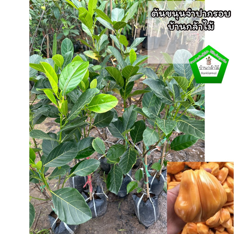 ต้นขนุนจำปากรอบ 🎉ต้นแข็งแรง 🌿 สินค้าเสียหาย แจ้งทางร้านได้เลยจ้า