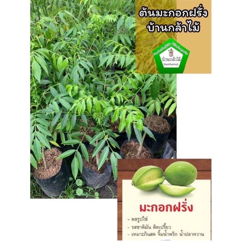 ต้นมะกอกฝรั่ง ต้นใหญ่มาก ออกผลไว ต้นแข็งแรง สินค้าเสียหาย แจ้งทางร้านได้เลยจ้า