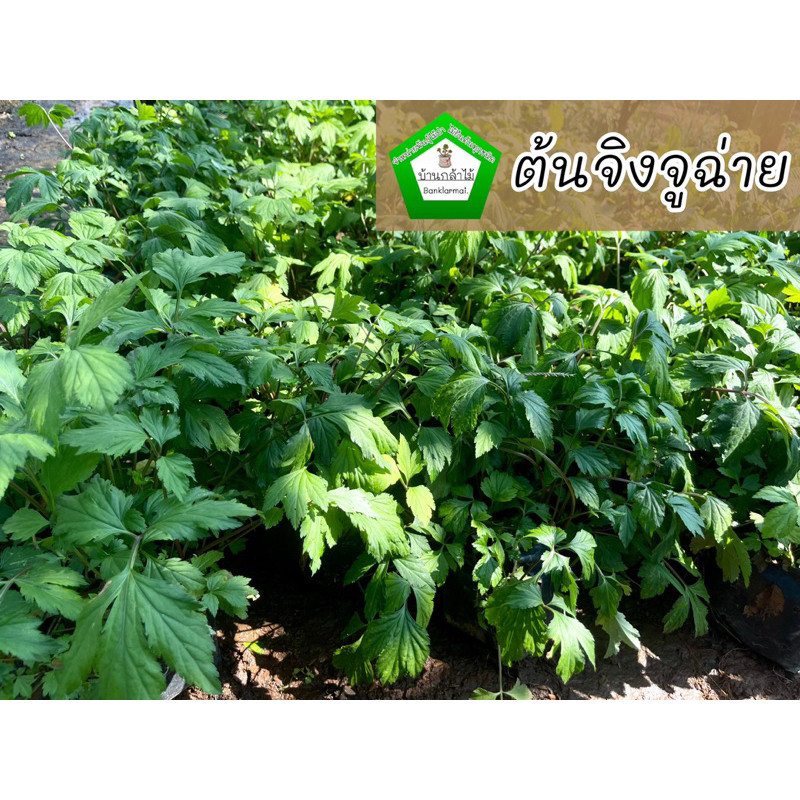 ต้นจิงจูฉ่าย ☘️ สมุนไพรจีน สรรพคุณช่วยต้านมะเร็ง