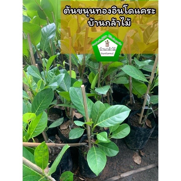 ต้นขนุนทองส้ม 🎉ต้นแข็งแรง 🌿 สินค้าเสียหาย แจ้งทางร้านได้เลยจ้า