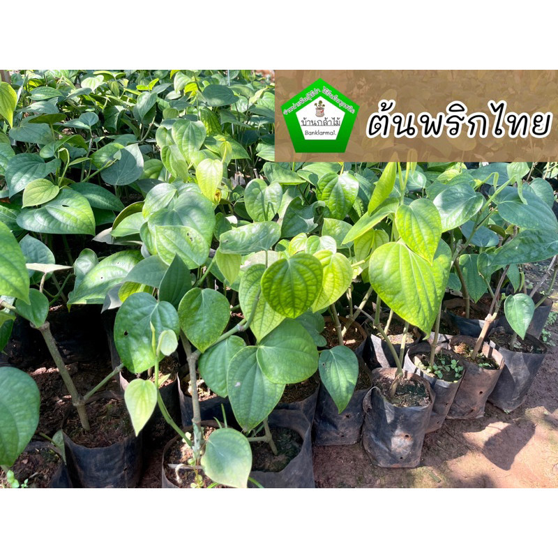 ต้นพริกไทยซีลอน และ พริกไทยซาราวัค พร้อมลงปลูก 🌱 🌿 สินค้าเสียหาย แจ้งทางร้านได้เลยจ้า
