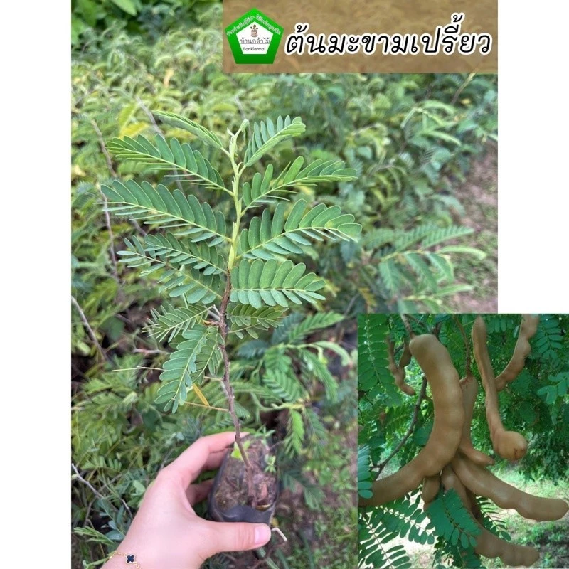 ต้นมะขามเปรี้ยวยักษ์ เพาะเมล็ด ต้นแข็งแรงพร้อมลงดิน🪴🌿 สินค้าเสียหาย แจ้งทางร้านได้เลยจ้า