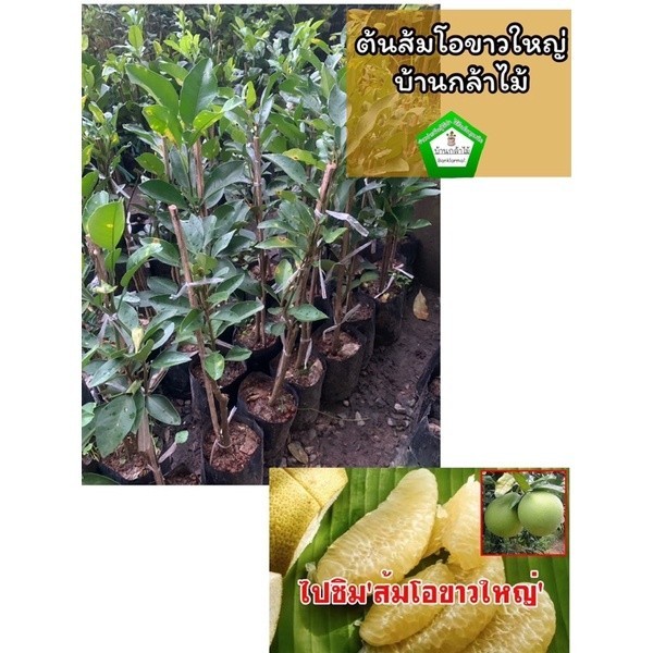 ต้นส้มโอขาวใหญ่อัมพวา เสียบยอด 🎉ต้นแข็งแรง 🌿 สินค้าเสียหาย แจ้งทางร้านได้เลยจ้า
