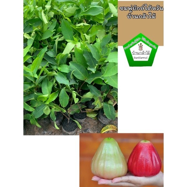 ต้นชมพู่ยักษ์ไต้หวัน แท้100% 🎉ต้นแข็งแรง ระหว่างขนส่งสินค้าเสียหาย ทางร้านรับผิดชอบทุกรณีจ้า