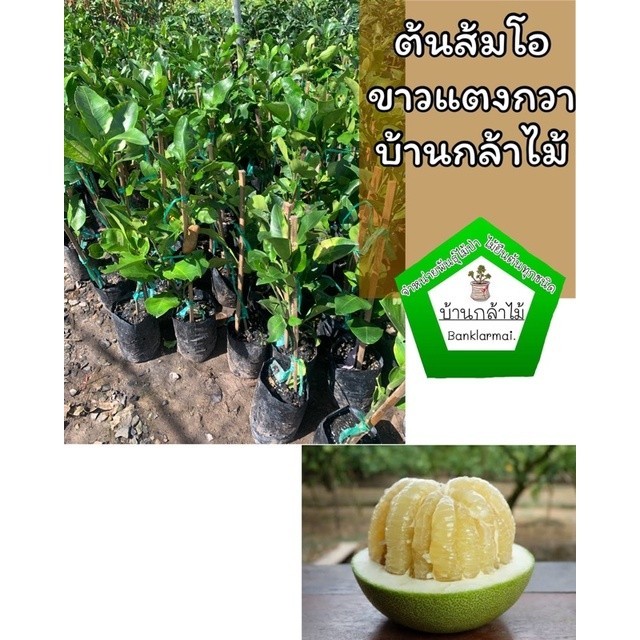 ต้นส้มโอขาวแตงกวา เสียบยอดออกผลไวมาก 🎉ต้นแข็งแรง 🌿 สินค้าเสียหาย แจ้งทางร้านได้เลยจ้า