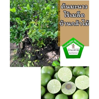 ต้นมะนาวไร้เมล็ดตาฮิติ 🎉ต้นแข็งแรง 🌿 สินค้าเสียหาย แจ้งทางร้านได้เลยจ้า