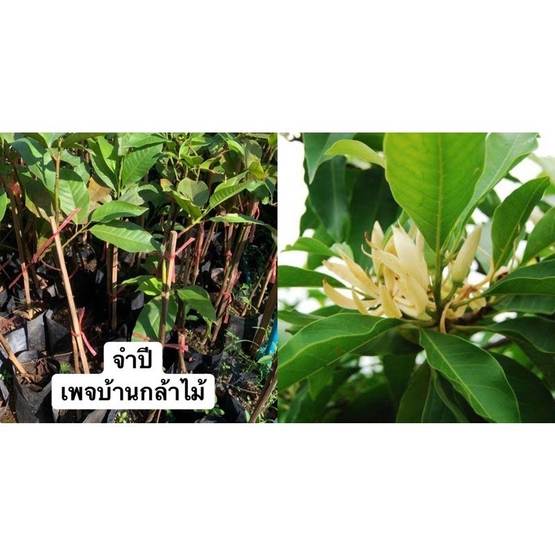 ต้นจำปี ขนาดใหญ่พร้อมปลูก ต้นแข็งแรง สินค้าเสียหาย แจ้งทางร้านได้เลยจ้า