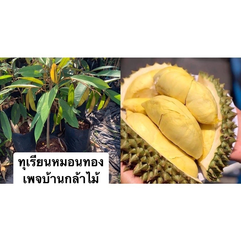 ต้นทุเรียนหมอนทอง  🎉ต้นแข็งแรง🌿 สินค้าเสียหาย แจ้งทางร้านได้เลยจ้า