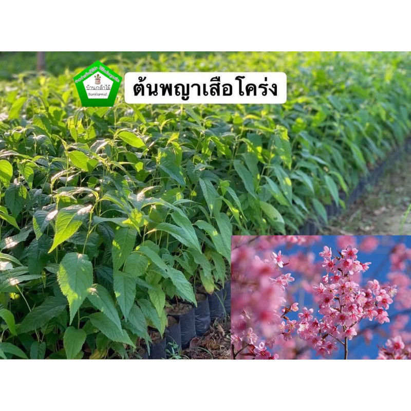 ต้นพญาเสือโคร่ง  ของแท้ 100% ซากุระเมืองไทย ดอกสีชมพู  🎉ต้นแข็งแรง🌿 สินค้าเสียหาย แจ้งทางร้านได้เลยจ้า