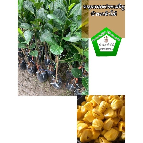 ต้นขนุนทองประเสริฐ เก็บผลไวแท้100%  🎉ต้นแข็งแรง 🌿 สินค้าเสียหาย แจ้งทางร้านได้เลยจ้า