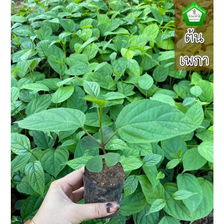 ต้นเพกาเตี้ย ลิ้นฟ้า ของแท้ 100%  🎉ต้นแข็งแรง 🌿 สินค้าเสียหาย แจ้งทางร้านได้เลยจ้า