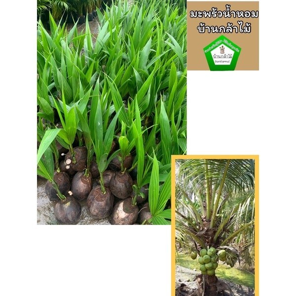 มะพร้าวน้ำหอมบ้านแพ้วพันธ์เตี้ย👍🏻ไม่มีขั้นต่ำ 🎉ต้นแข็งแรง🌿 สินค้าเสียหาย แจ้งทางร้านได้เลยจ้า