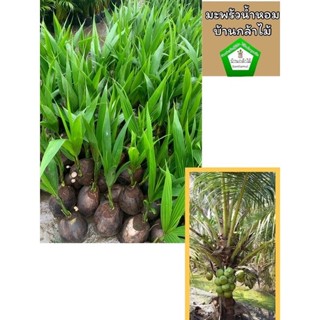 มะพร้าวน้ำหอมบ้านแพ้วพันธ์เตี้ย👍🏻ไม่มีขั้นต่ำ 🎉ต้นแข็งแรง🌿 ส…