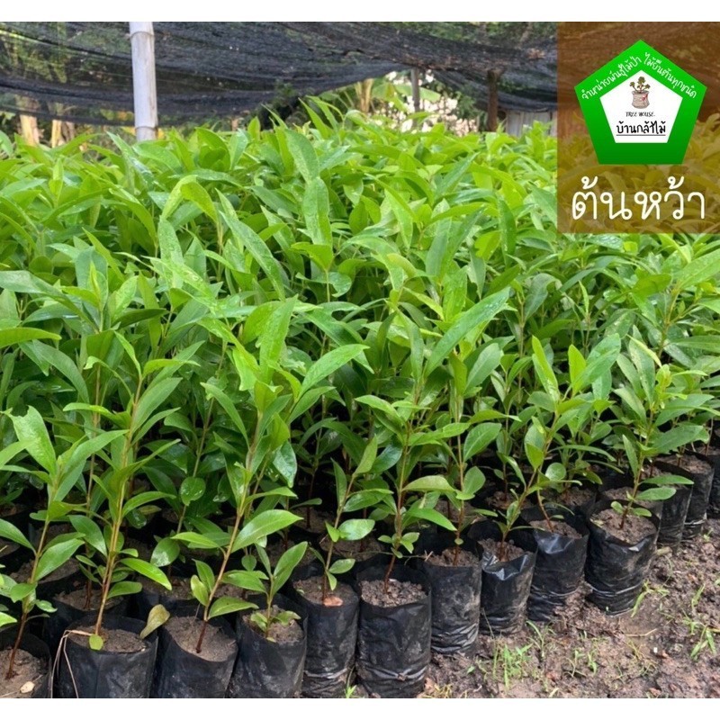 ต้นหว้าลูกใหญ่  🎉ต้นแข็งแรง 🌿 สินค้าเสียหาย แจ้งทางร้านได้เลยจ้า