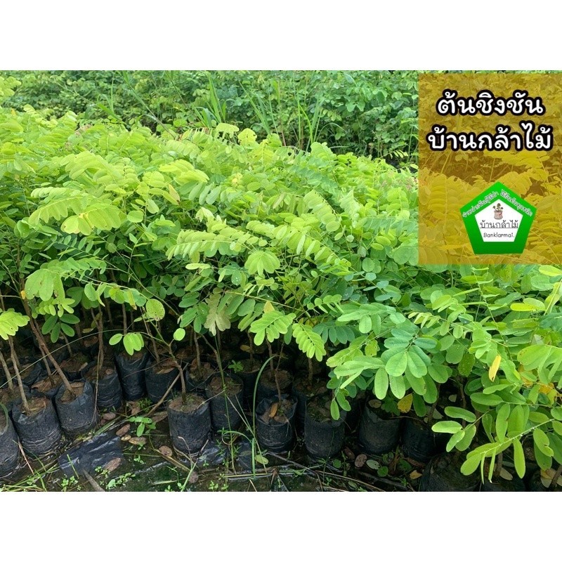 ต้นชิงชัน  🎉ต้นแข็งแรง 🌿 สินค้าเสียหาย แจ้งทางร้านได้เลยจ้า