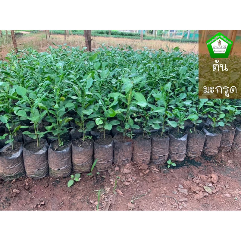 ต้นมะกรูด หอมตัดใบ พร้อมลงดิน 🎉ต้นแข็งแรง สวย ราคาถูก👍🏻 🌿 สินค้าเสียหาย แจ้งทางร้านได้เลยจ้า