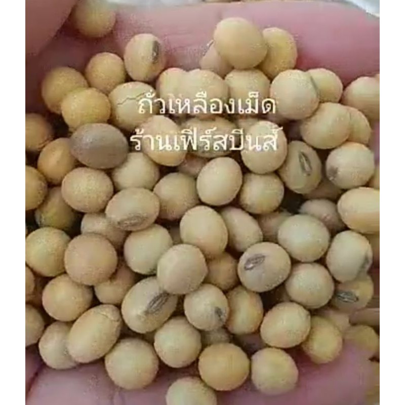 ถั่วเหลืองเม็ด ถั่วเหลือง  ขนาด 100กรัม