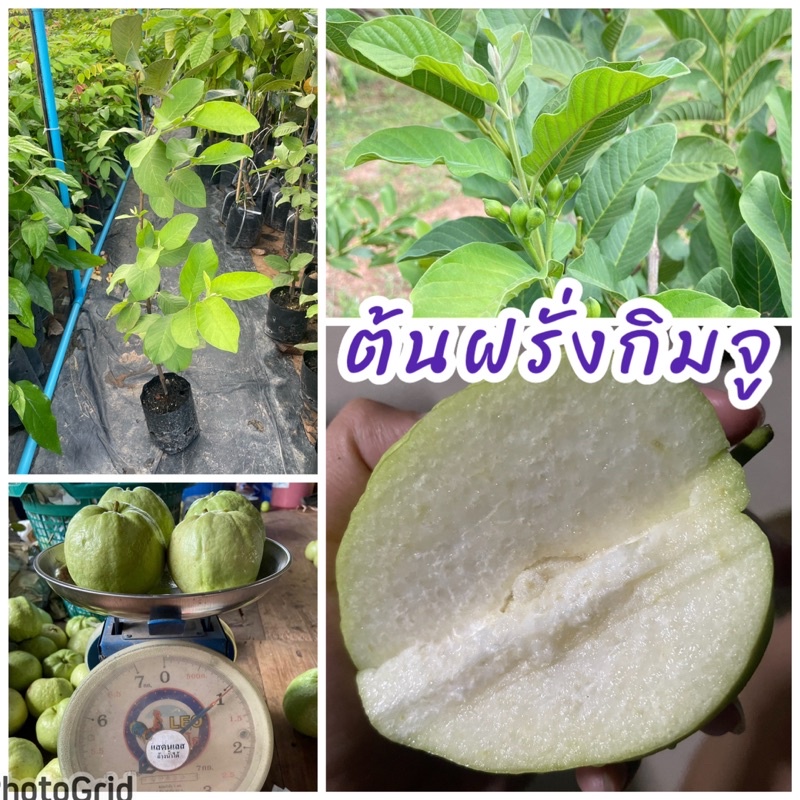 ต้นฝรั่งกิมจูไร้เมล็ด ผลใหญ่ ติดผลดก หวานกรอบอร่อย ปลูก1ปีติดผล ขนาดต้น50ซม.