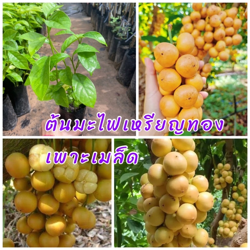 ต้นมะไฟเหรียญทอง เพาะเมล็ด ติดผลเร็ว ต้นเตี้ย ลูกดกรสชาติหวานได้ผลผลิตเร็ว