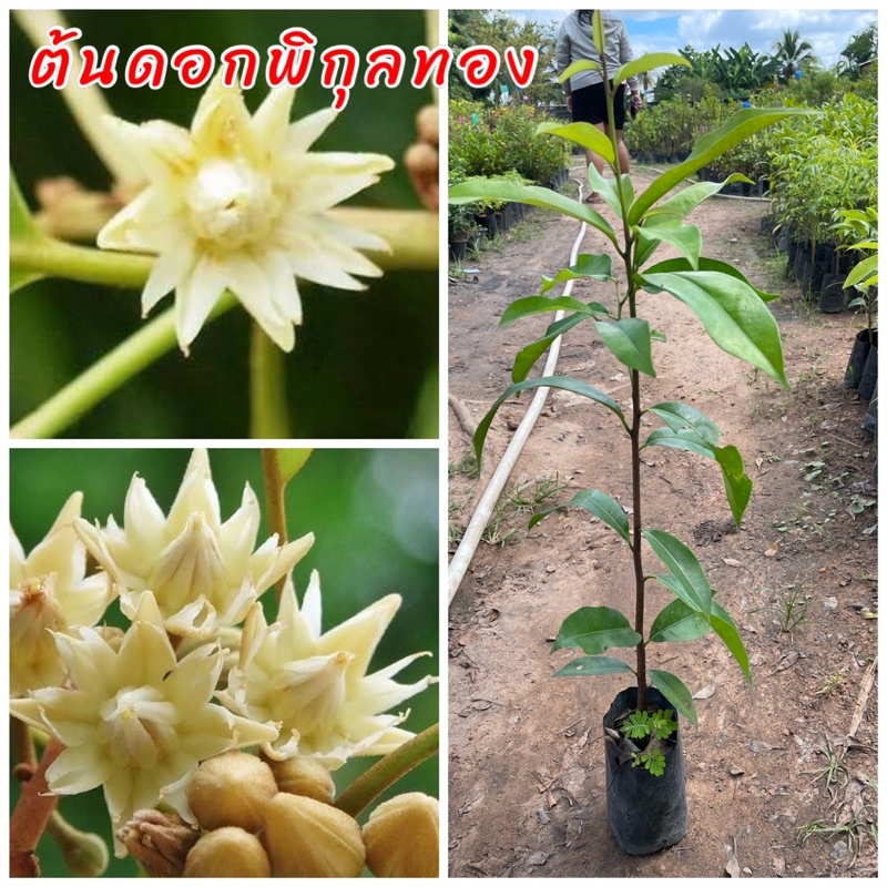 ต้นดอกพิกุลทอง เป็นไม้มงคล ให้ความร่มเงา ดอกสีขาว กลิ่นหอม สูง40 ซม.
