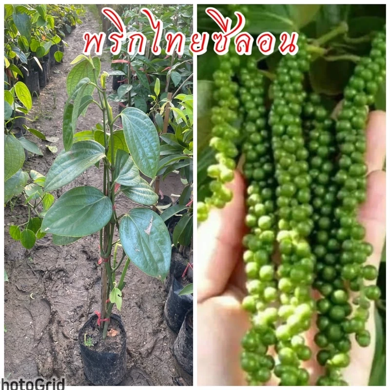 ต้นพริกไทยซีลอน ต้นชำกิ่ง ติดผลดก ขนาดต้น 60ซม. พวงยาว เม็ดดก ปลูกได้ทุกพื้นที่ทุกสภาพดิน