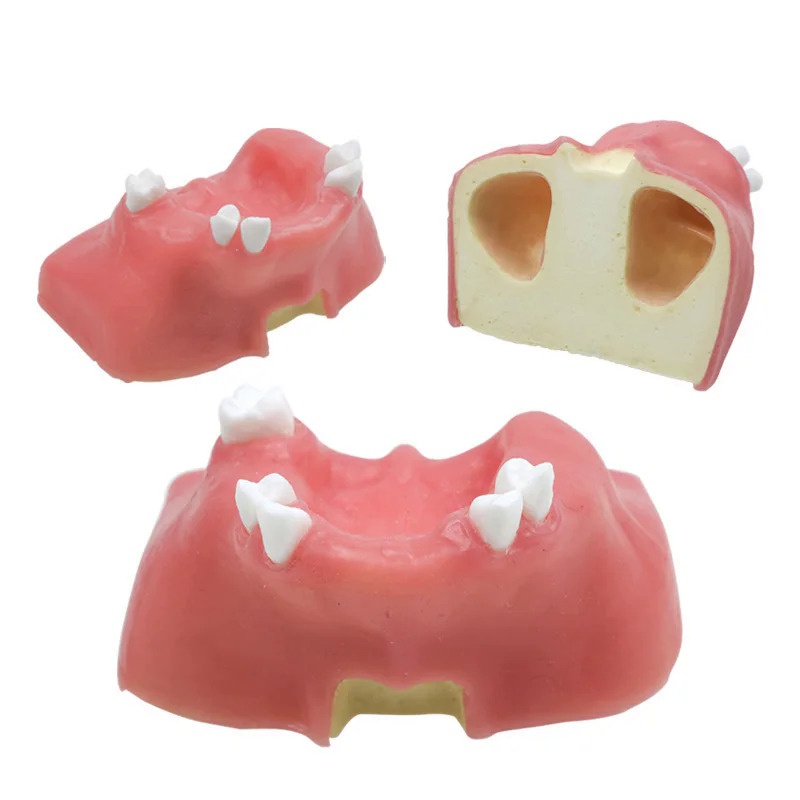 Dental Teeth Model Maxillary Sinus Teeth Model Practice Training Studying Model Dental Instrument W3