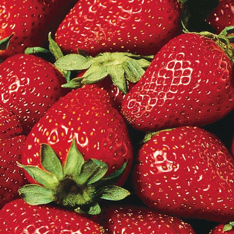 30 เมล็ด สตรอว์เบอร์รี สตอเบอรี่ หวาน ลูกใหญ่ Strawberry Seeds สายพันธุ์ Eversweet Everbearing